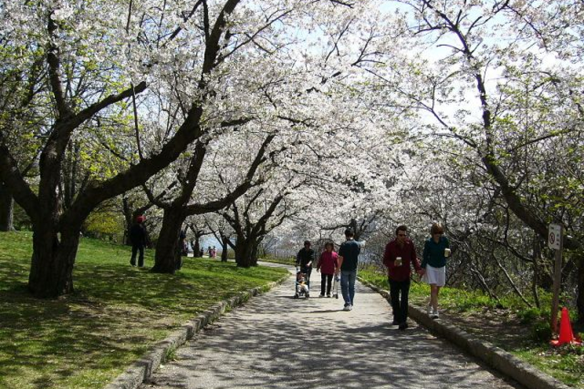 های پارک