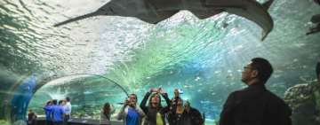 آکواریوم ریپلیز