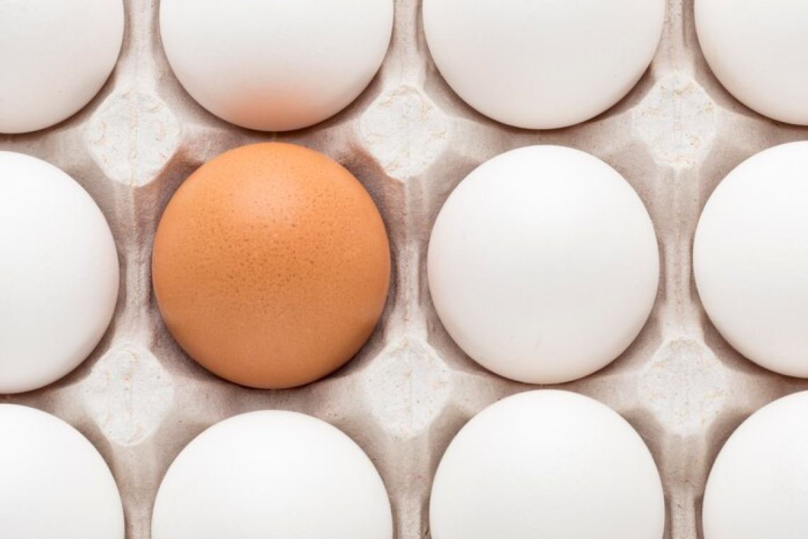 جمع‌آوری برخی تخم‌مرغ‌ها در انتاریو 