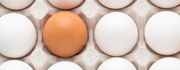 جمع‌آوری برخی تخم‌مرغ‌ها در انتاریو 